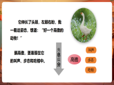 【核心素養(yǎng)優(yōu)質(zhì)課】部編版語文四下第15課《白鵝》（第2課時）同步課件+教案+練習(xí)
