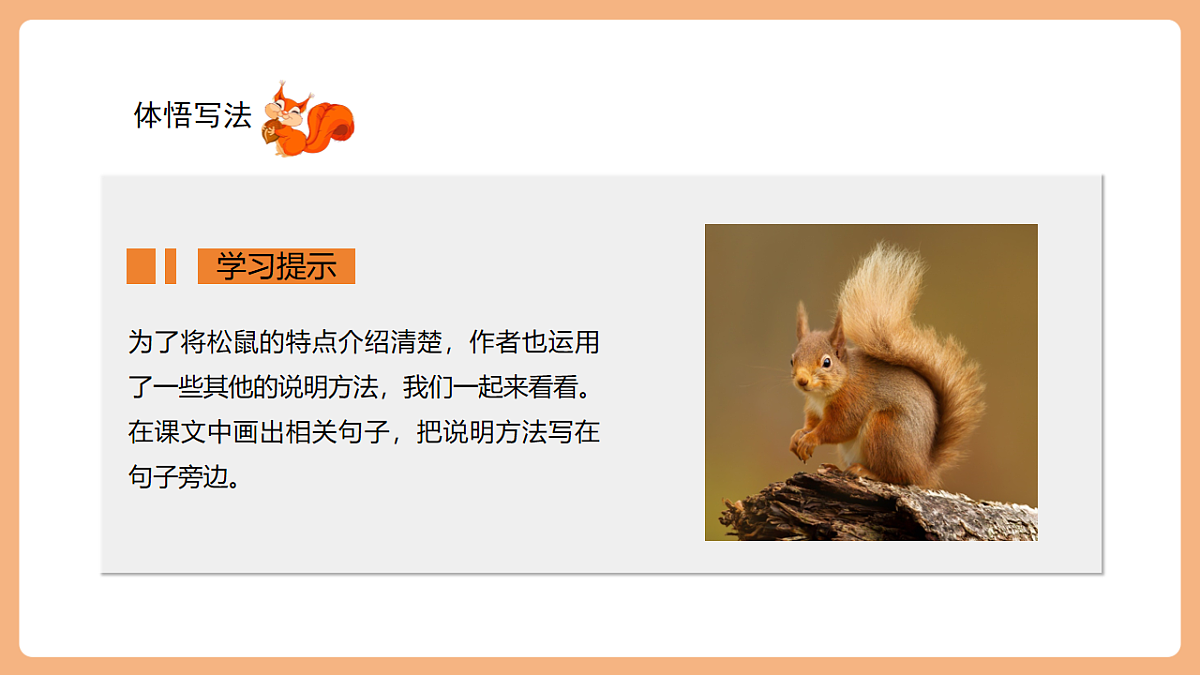 17 松鼠 第二课时课件第4页