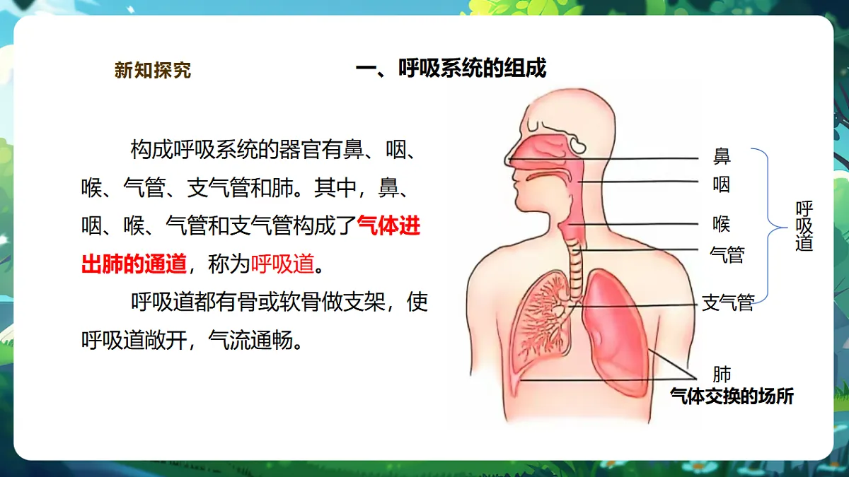 【核心素养】冀少版生物七下3.3.1呼吸系统的组成 课件(共31张PPT)+视频素材第6页