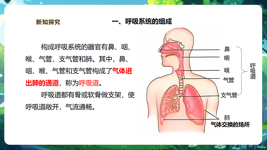 【核心素养】冀少版生物七下3.3.1呼吸系统的组成 课件(共31张PPT)+视频素材第6页