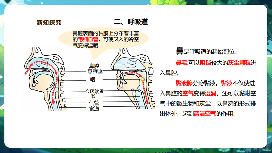 【核心素养】冀少版生物七下3.3.1呼吸系统的组成 课件(共31张PPT)+视频素材第7页