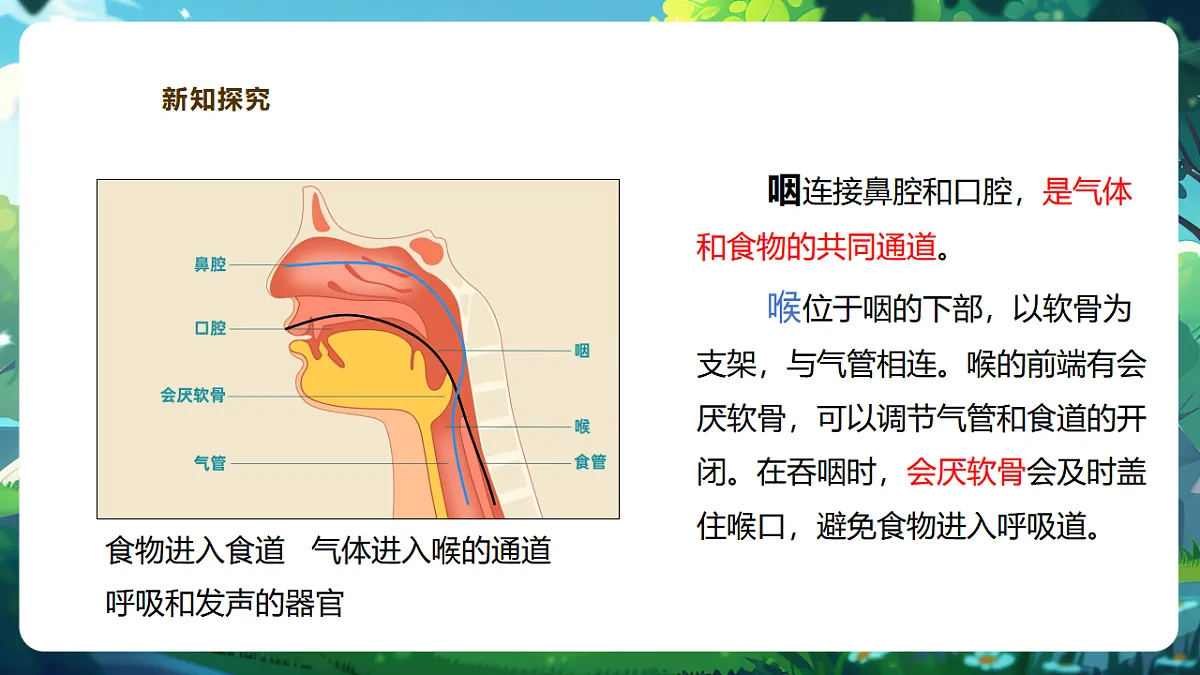 【核心素养】冀少版生物七下3.3.1呼吸系统的组成 课件(共31张PPT)+视频素材第8页