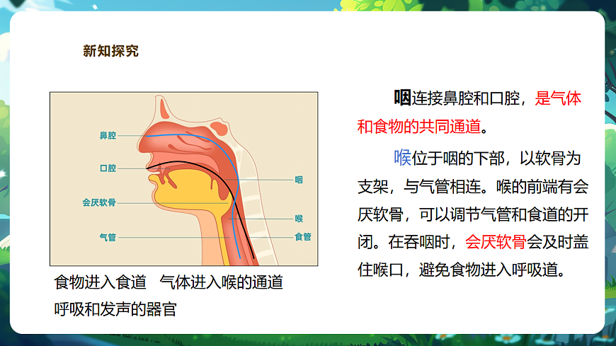 【核心素养】冀少版生物七下3.3.1呼吸系统的组成 课件(共31张PPT)+视频素材第8页