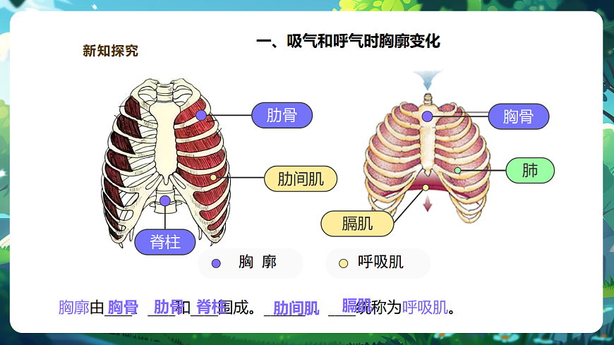 【核心素养】冀少版生物七下3.3.2.1肺与外界的气体交换 课件(共27张PPT)+视频素材第8页