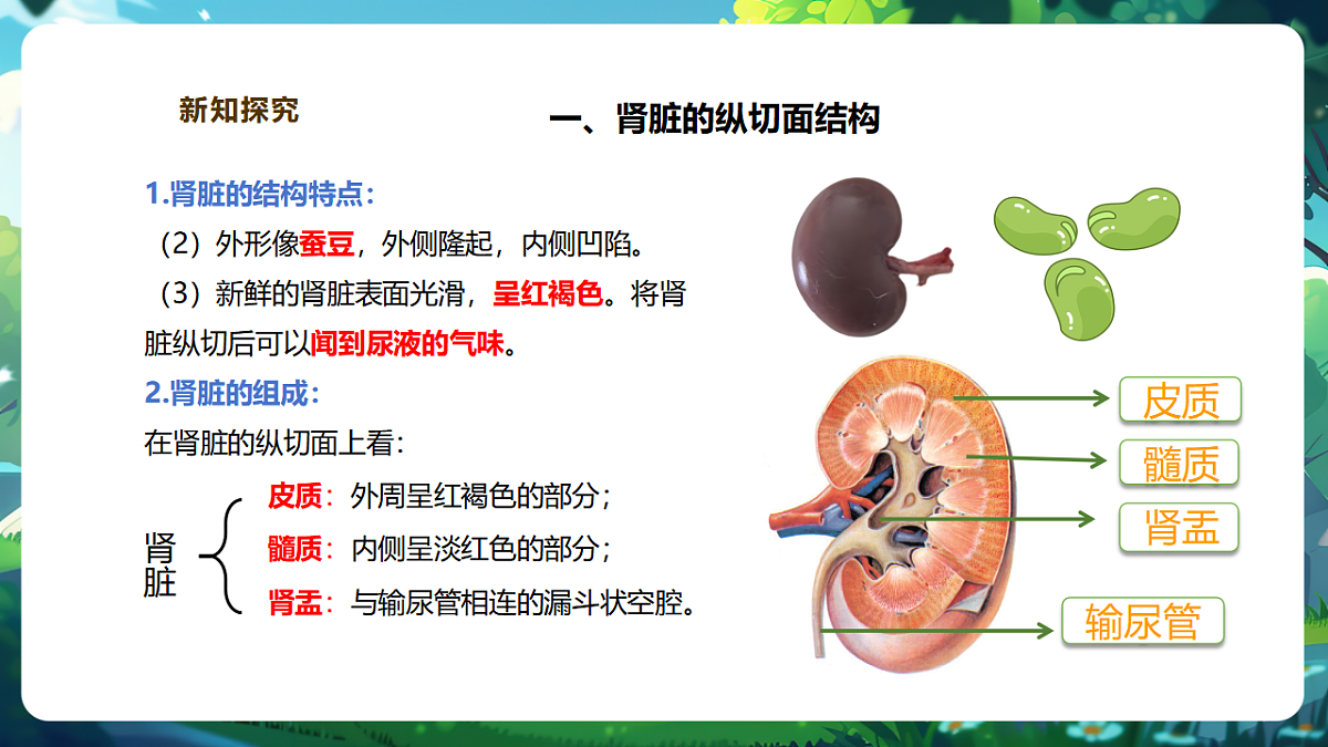 【核心素养】冀少版生物七下3.4.1泌尿系统的组成 课件(共23张PPT)第8页