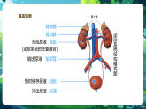 【核心素養(yǎng)優(yōu)質(zhì)課】冀少版生物七年級(jí)下冊(cè) 3.4.3汗腺與汗液的排出（課件+同步教案+導(dǎo)學(xué)案+分層作業(yè)）