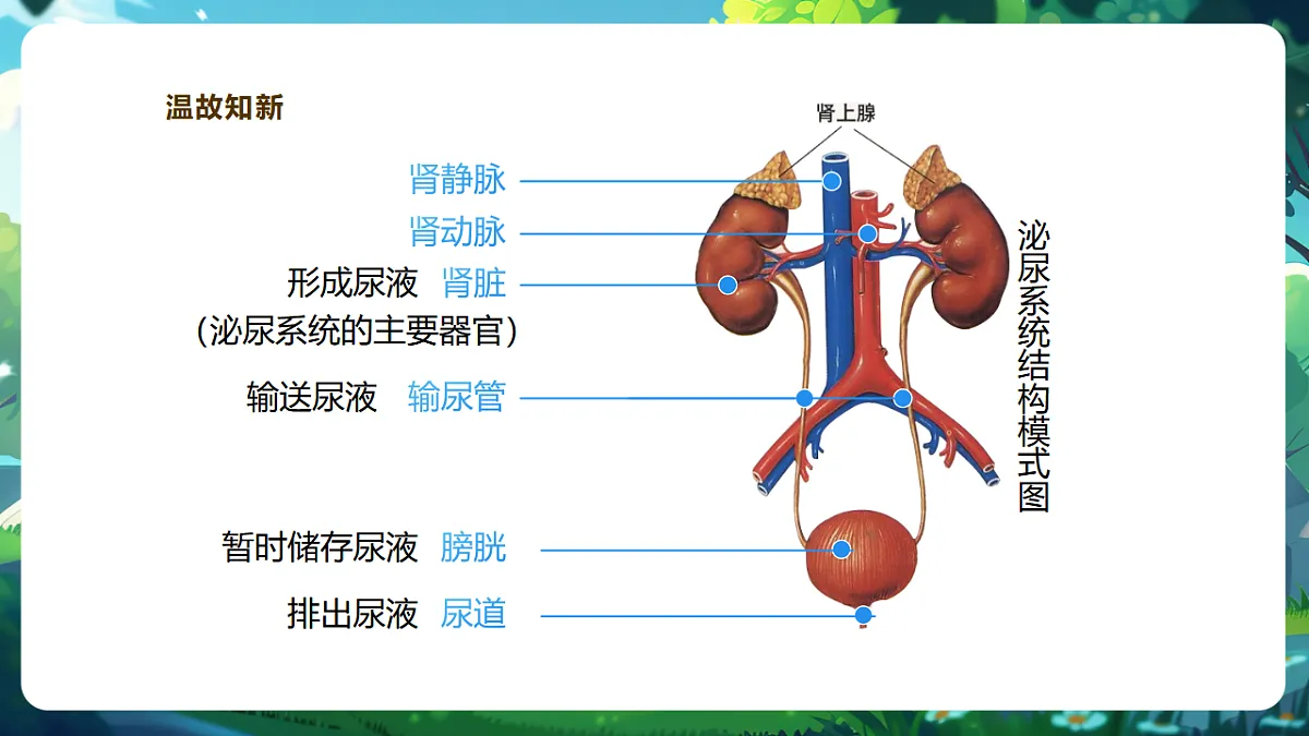 【核心素养】冀少版生物七下3.4.3汗腺与汗液的排出 课件(共26张PPT)第4页