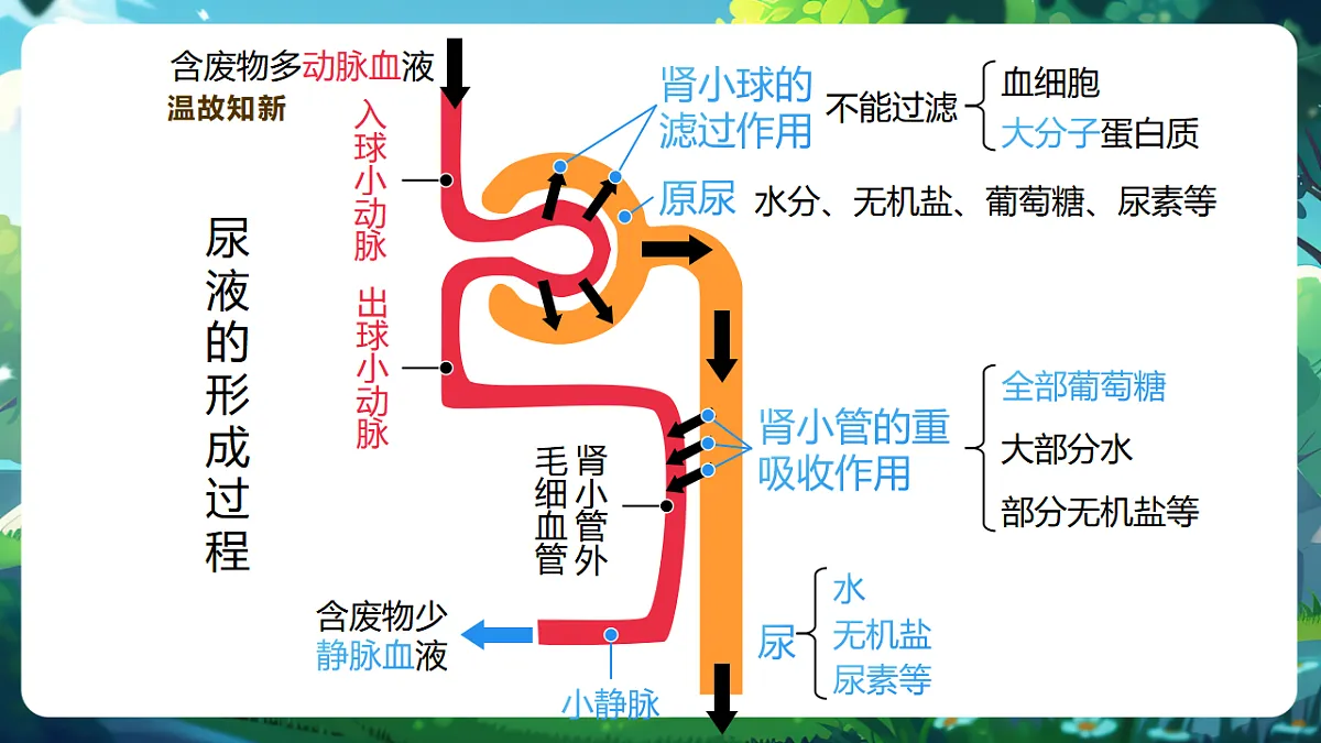 【核心素养】冀少版生物七下3.4.3汗腺与汗液的排出 课件(共26张PPT)第5页