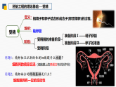 2.3.1 胚胎工程的理论基础-2024-2025学年高二生物优质课件（人教版2019选择性必修3）