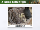 人教版2024七年級(jí)上冊(cè)生物2.2.2 脊椎動(dòng)物-鳥(niǎo)和哺乳動(dòng)物 課件