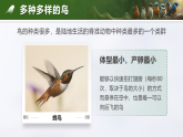 人教版2024七年級(jí)上冊(cè)生物2.2.2 脊椎動(dòng)物-鳥(niǎo)和哺乳動(dòng)物 課件