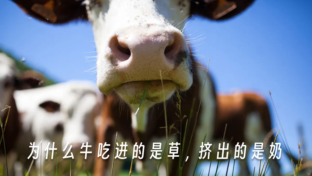 16869161第4页