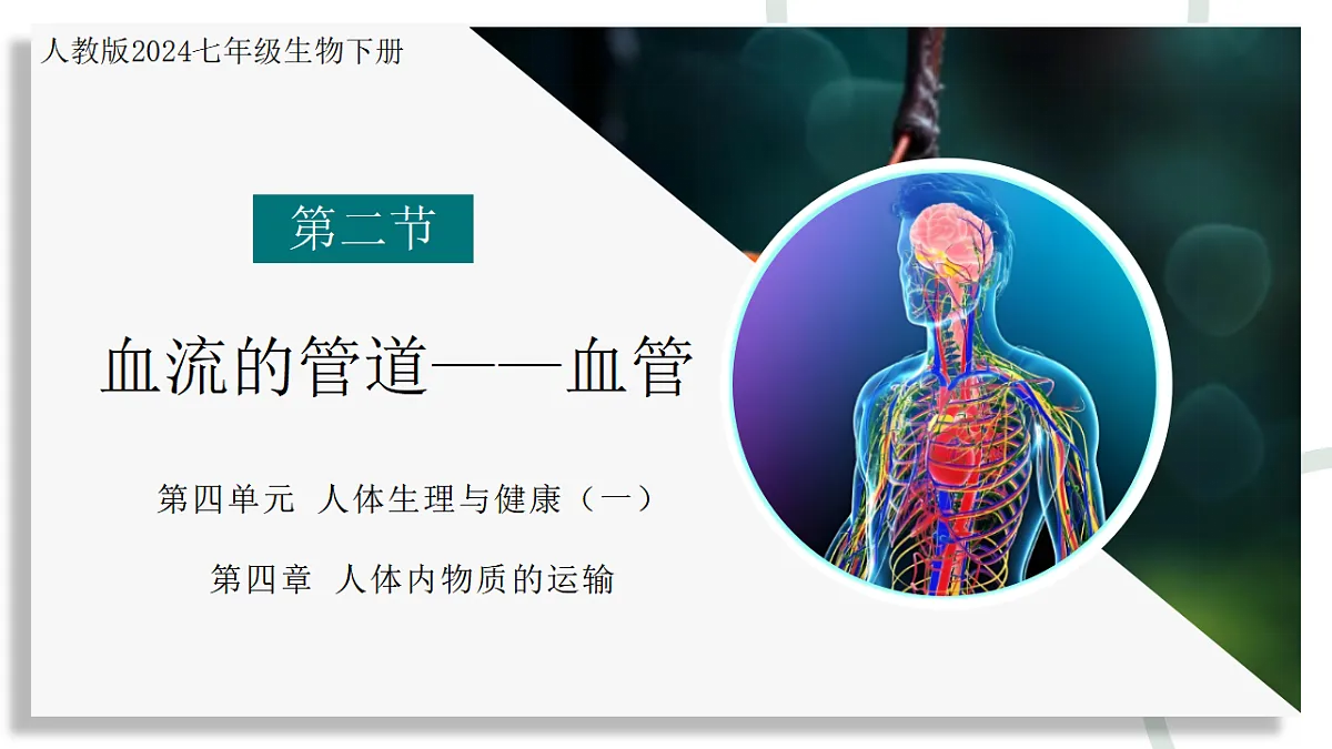 4.4.2 血流的管道——血管（教学课件）-2024-2025学年七年级生物下册（人教版2024）第1页