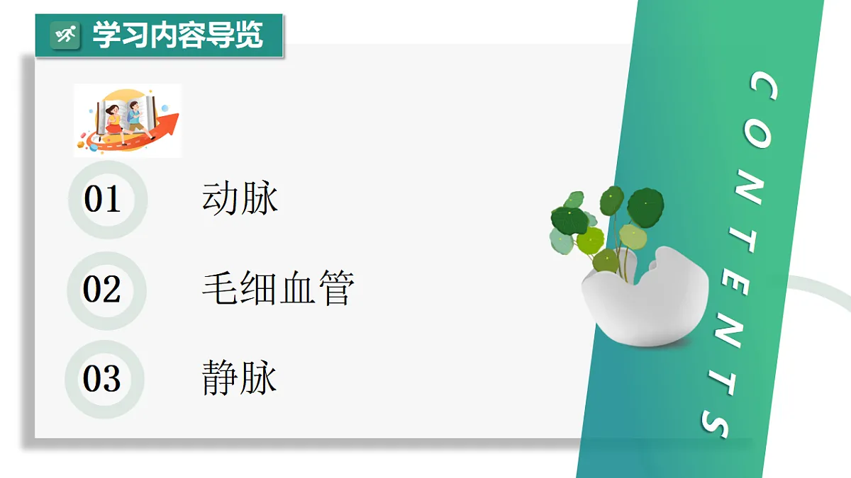 4.4.2 血流的管道——血管（教学课件）-2024-2025学年七年级生物下册（人教版2024）第2页