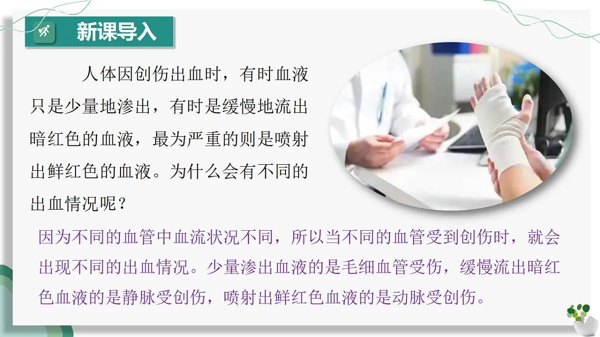 4.4.2 血流的管道——血管（教学课件）-2024-2025学年七年级生物下册（人教版2024）第4页