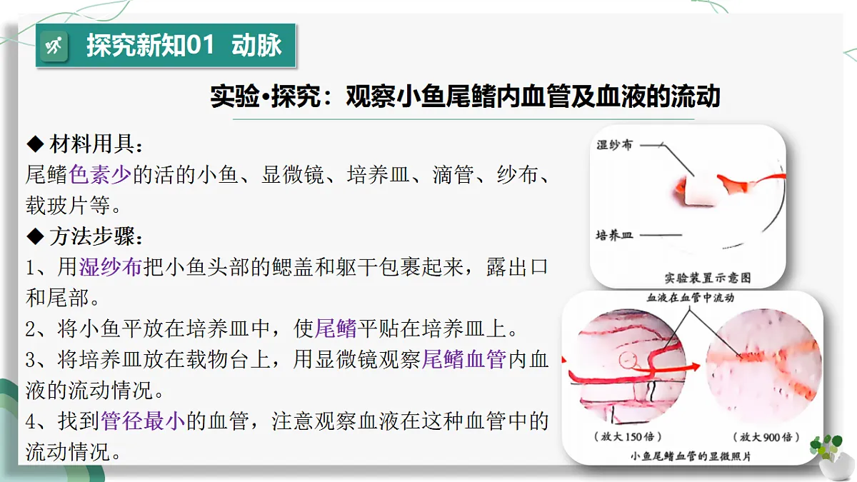 4.4.2 血流的管道——血管（教学课件）-2024-2025学年七年级生物下册（人教版2024）第6页