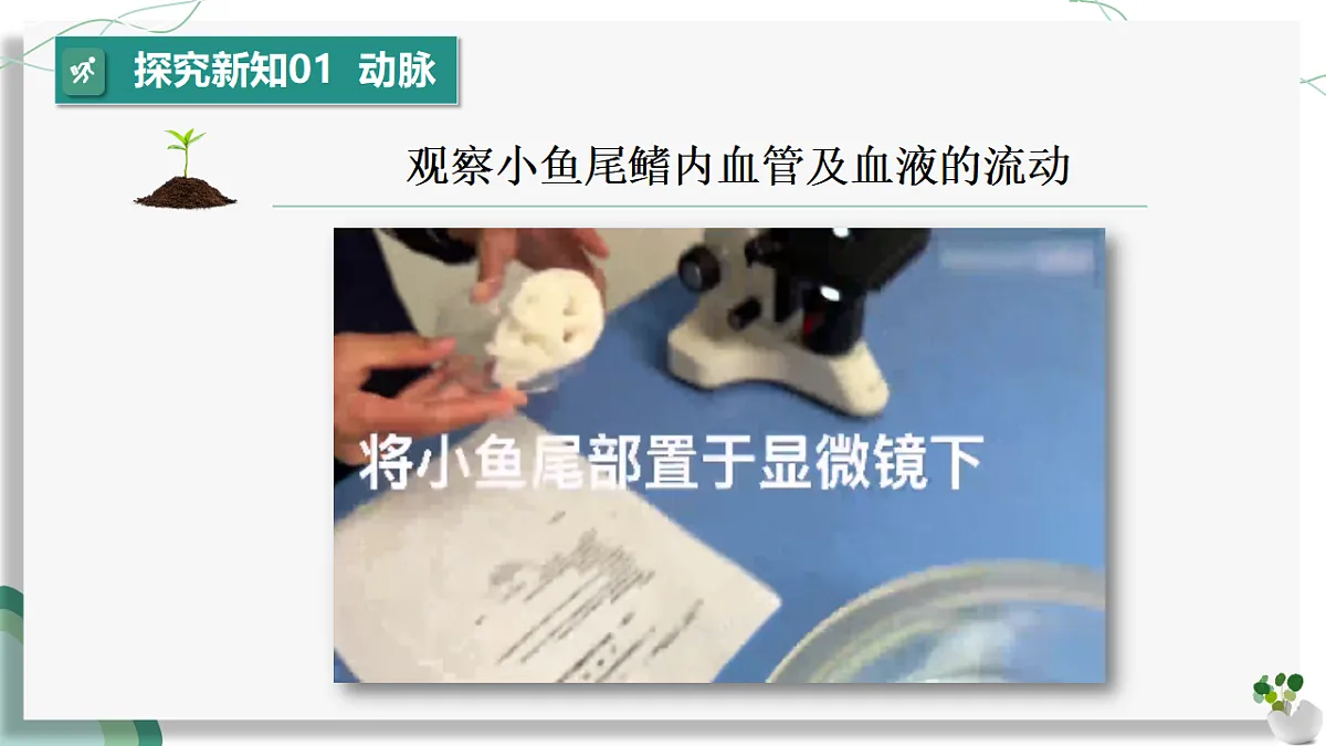 4.4.2 血流的管道——血管（教学课件）-2024-2025学年七年级生物下册（人教版2024）第7页