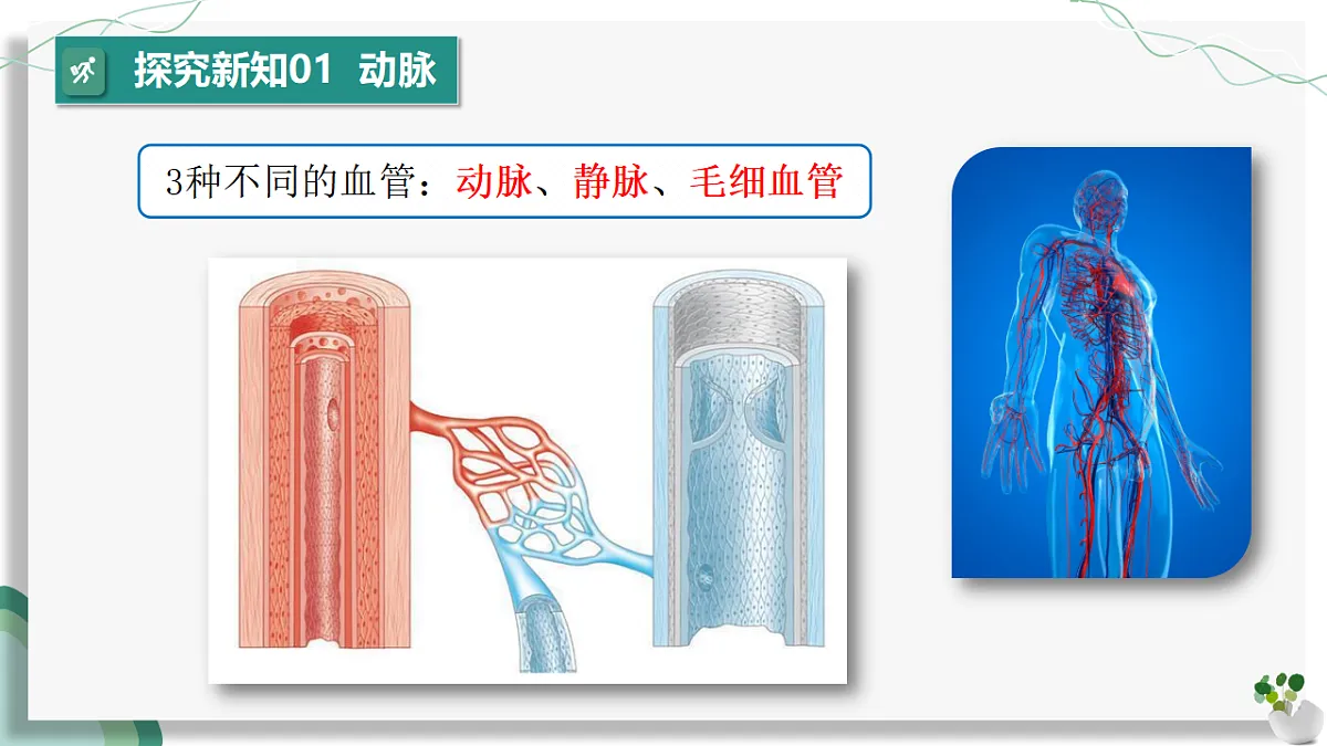 4.4.2 血流的管道——血管（教学课件）-2024-2025学年七年级生物下册（人教版2024）第8页