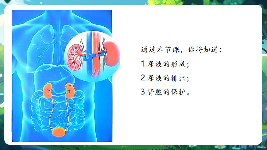 【核心素养】冀少版（新教材）生物七下 3.4.2尿液的形成和排出 课件(共31张PPT)+视频素材第3页