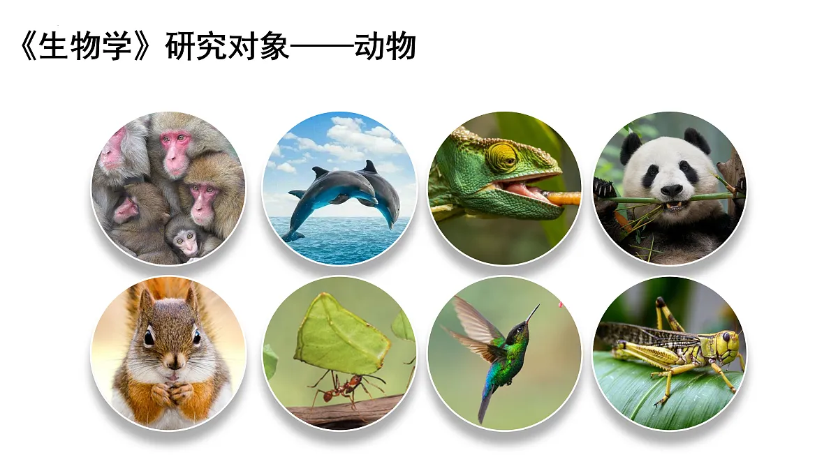 开学第一课课件-2024--2025学年人教版生物七年级上册第3页