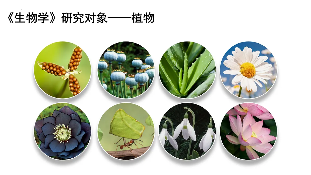 开学第一课课件-2024--2025学年人教版生物七年级上册第4页