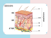 9.3 皮膚與汗液分泌 課件 2025學(xué)年北師大版生物七年級下冊
