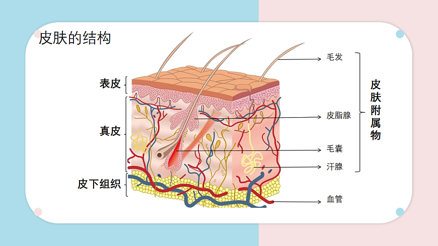 9.3 皮肤与汗液分泌 课件 2025学年北师大版生物七年级下册第5页