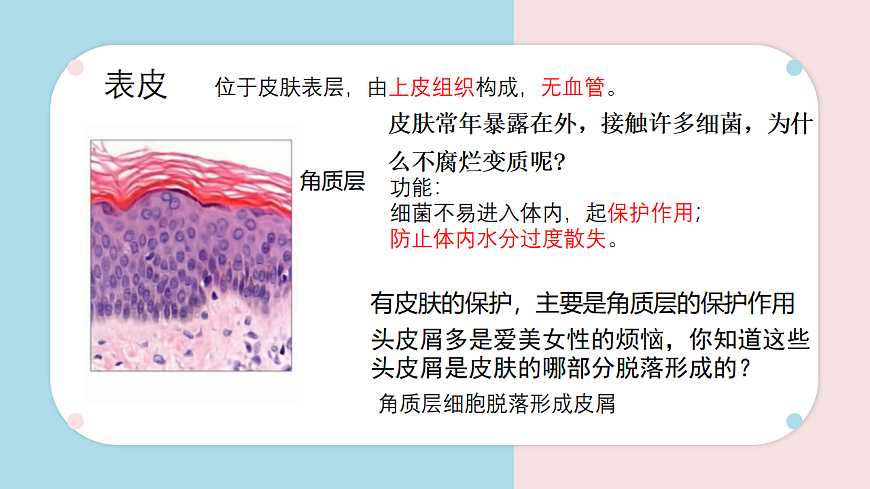 9.3 皮肤与汗液分泌 课件 2025学年北师大版生物七年级下册第6页