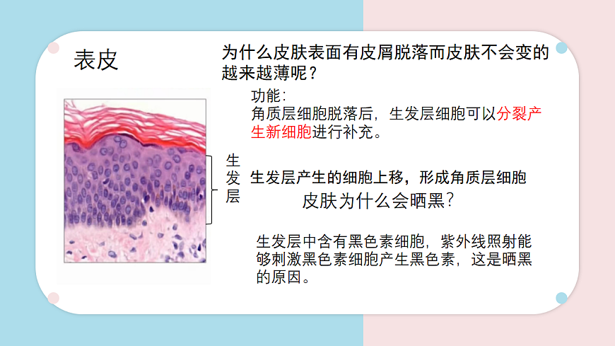 9.3 皮肤与汗液分泌 课件 2025学年北师大版生物七年级下册第7页