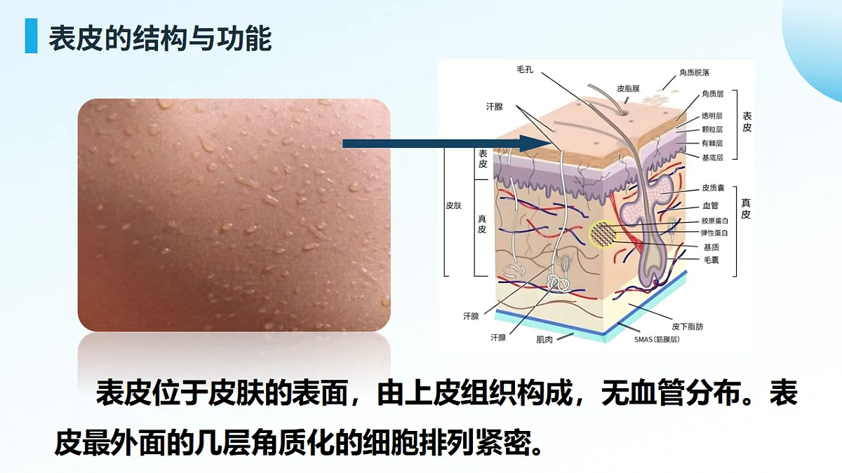 3.2.3 汗液的分泌和排出（新教材课件）-2024-2025学年七年级生物下册（北京版2024）第5页