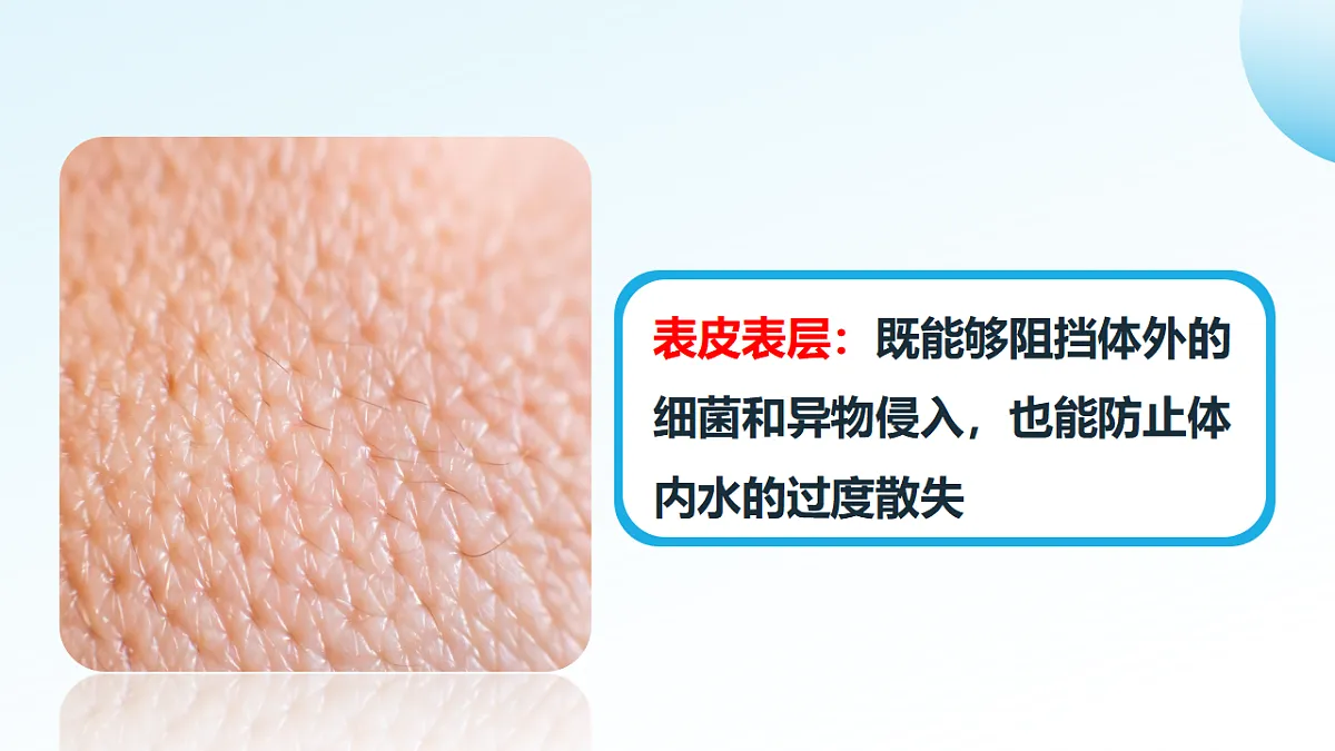 3.2.3 汗液的分泌和排出（新教材课件）-2024-2025学年七年级生物下册（北京版2024）第6页
