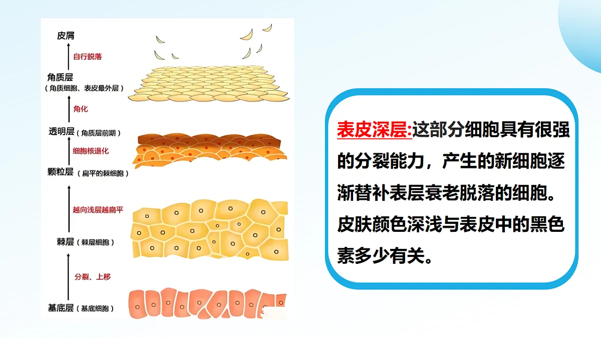 3.2.3 汗液的分泌和排出（新教材课件）-2024-2025学年七年级生物下册（北京版2024）第7页