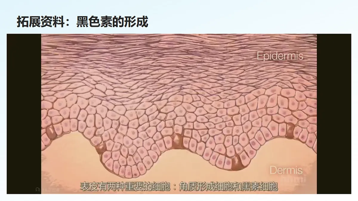 3.2.3 汗液的分泌和排出（新教材课件）-2024-2025学年七年级生物下册（北京版2024）第8页