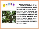 【新課標核心素養(yǎng)】部編版語文五年級上冊22鳥的天堂（第1課時）（課件+教學設(shè)計+音頻+學習任務(wù)單+練習）