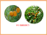 【大單元核心素養(yǎng)】部編版語文四年級(jí)上冊(cè)第五單元第7課時(shí)《我家的杏熟了》《小木船》》課件+教案+單元整體教學(xué)設(shè)計(jì)