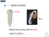 2024-2025學(xué)年人教版生物七年級下冊 3.2.1 水分的利用和散失課件