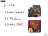 2024-2025學(xué)年人教版生物七年級下冊 3.2.1 水分的利用和散失課件