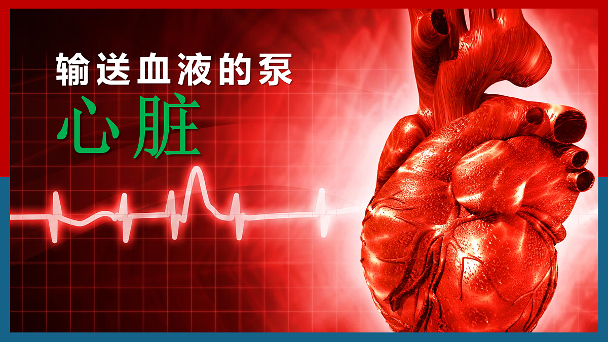 4.4.3输送血液的泵——心脏+课件-2024--2025学年人教版七年级生物下册第2页
