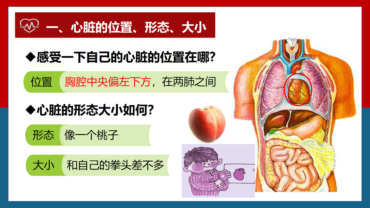 4.4.3输送血液的泵——心脏+课件-2024--2025学年人教版七年级生物下册第4页