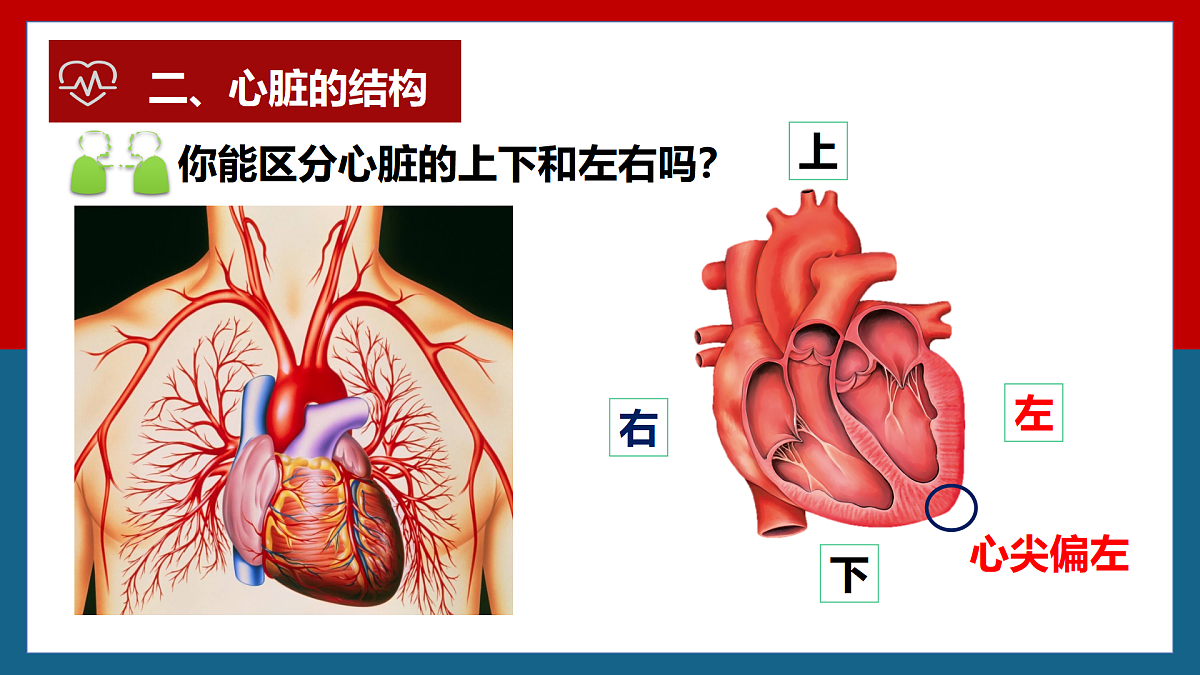 4.4.3输送血液的泵——心脏+课件-2024--2025学年人教版七年级生物下册第6页