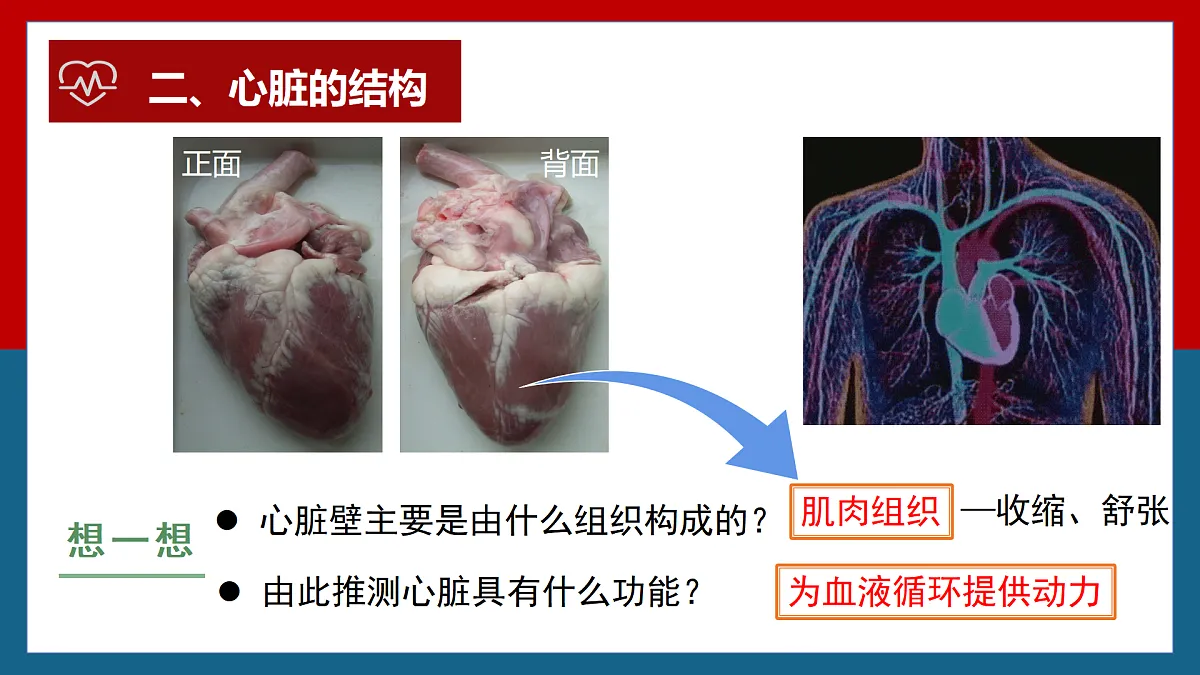 4.4.3输送血液的泵——心脏+课件-2024--2025学年人教版七年级生物下册第7页