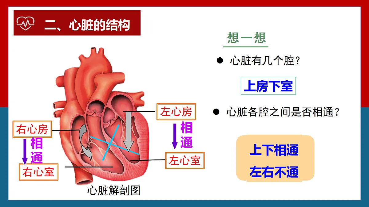 4.4.3输送血液的泵——心脏+课件-2024--2025学年人教版七年级生物下册第8页
