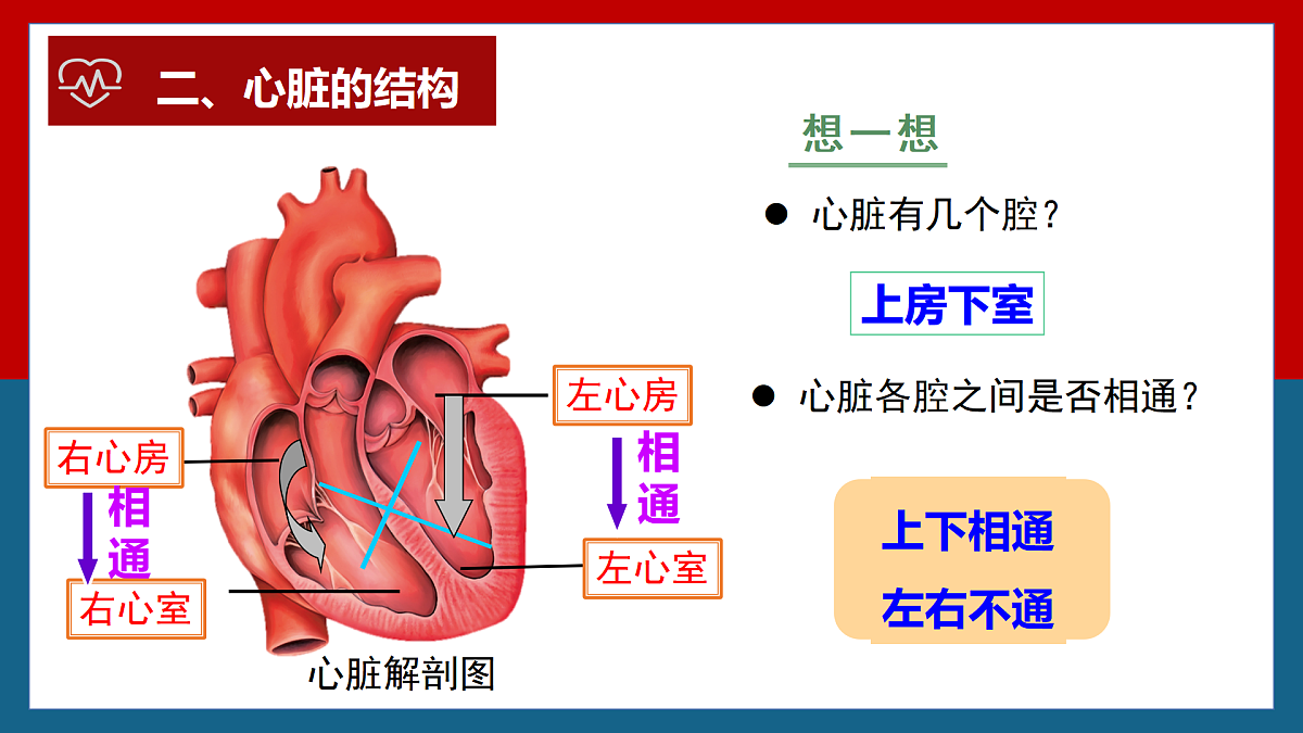 4.4.3输送血液的泵——心脏+课件-2024--2025学年人教版七年级生物下册第8页