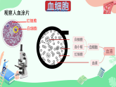 初中 生物人教版（2024）七年級下冊4.4.1 流動的組織——血液 課件