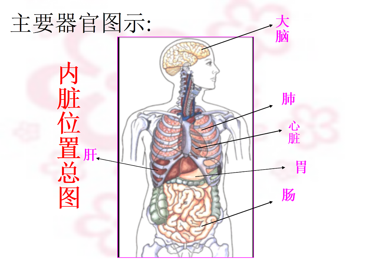 幼儿园大班科学PPT课件：身体的秘密第7页