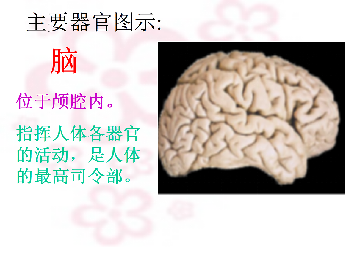 幼儿园大班科学PPT课件：身体的秘密第8页