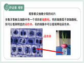1.2.1細(xì)胞的分裂（教學(xué)課件）——初中生物學(xué)冀少版（2024）七年級上冊
