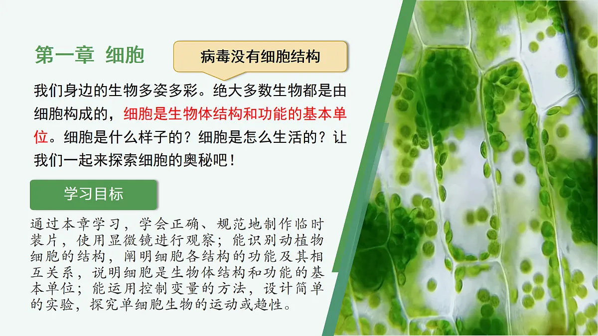 1.1.1 显微镜的使用（教学课件）-2025-2026学年七年级生物上册（冀少版2024）第2页