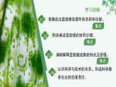 1.1.1 顯微鏡的使用（教學(xué)課件）-2025-2026學(xué)年七年級(jí)生物上冊(cè)（冀少版2024）
