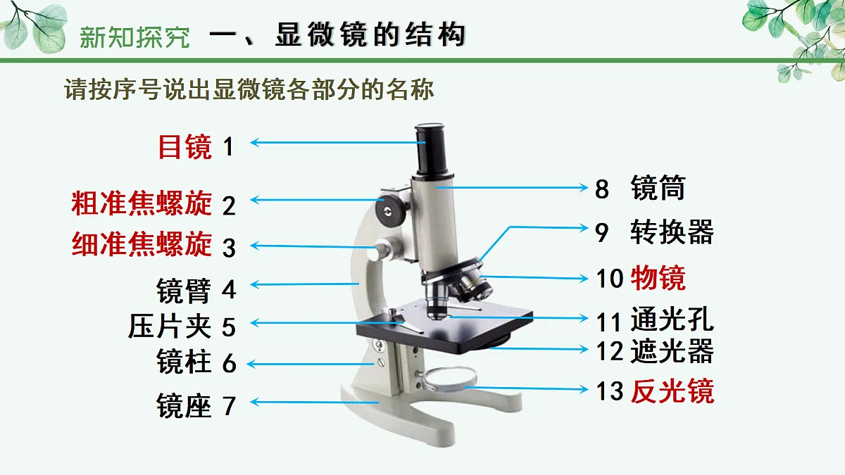 1.1.1 显微镜的使用（教学课件）-2025-2026学年七年级生物上册（冀少版2024）第7页